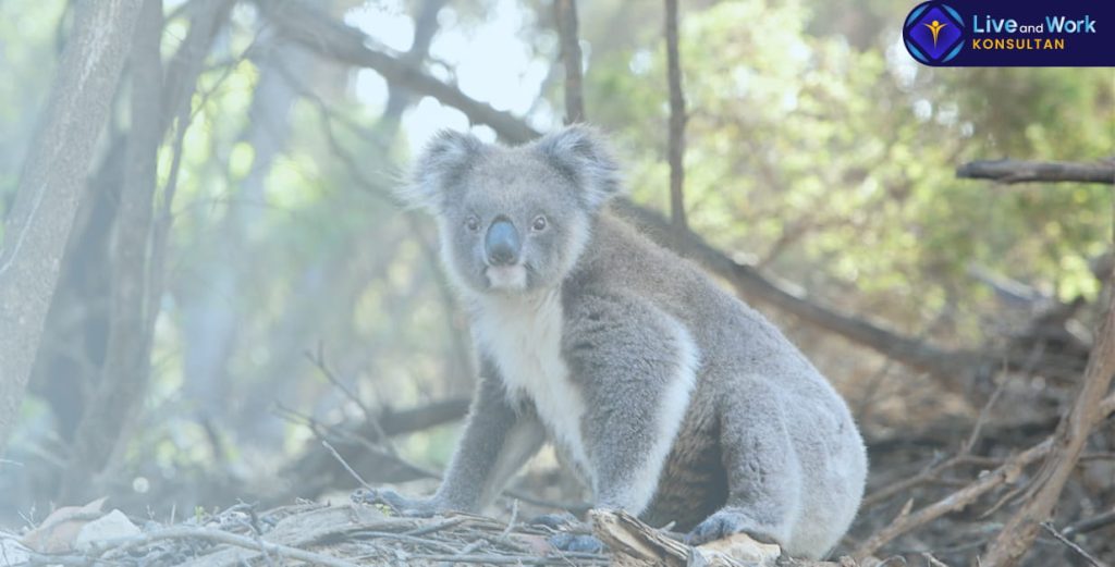 Prosedur pengajuan aplikasi Visa Australia | Konsultan Live and Work