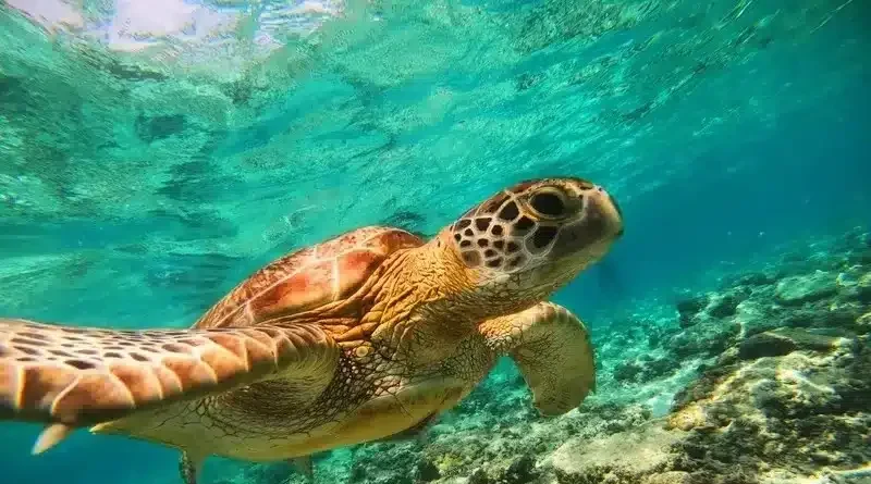 Spot Snorkeling, Gili Trawangan